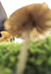 Omphalina galericolor