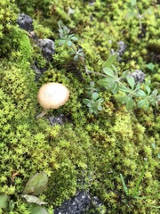 Omphalina galericolor