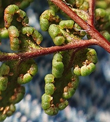 Oeosporangium