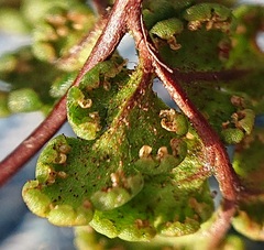 Oeosporangium
