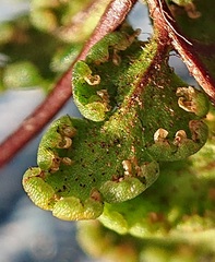 Oeosporangium