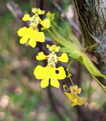 Erycina glossomystax