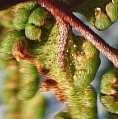 Oeosporangium