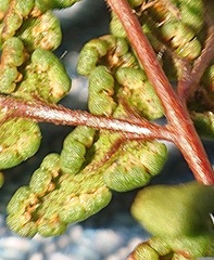 Oeosporangium