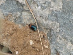 Lebia