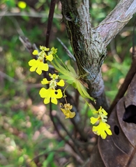 Erycina glossomystax