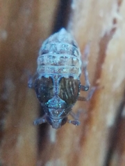 Megamelodes quadrimaculatus