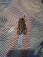 Pseudohemihyalea splendens