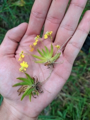 Erycina glossomystax