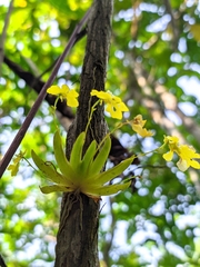 Erycina glossomystax