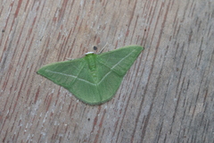 Tachyphyle allineata