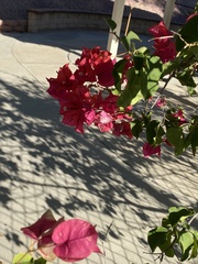 Bougainvillea