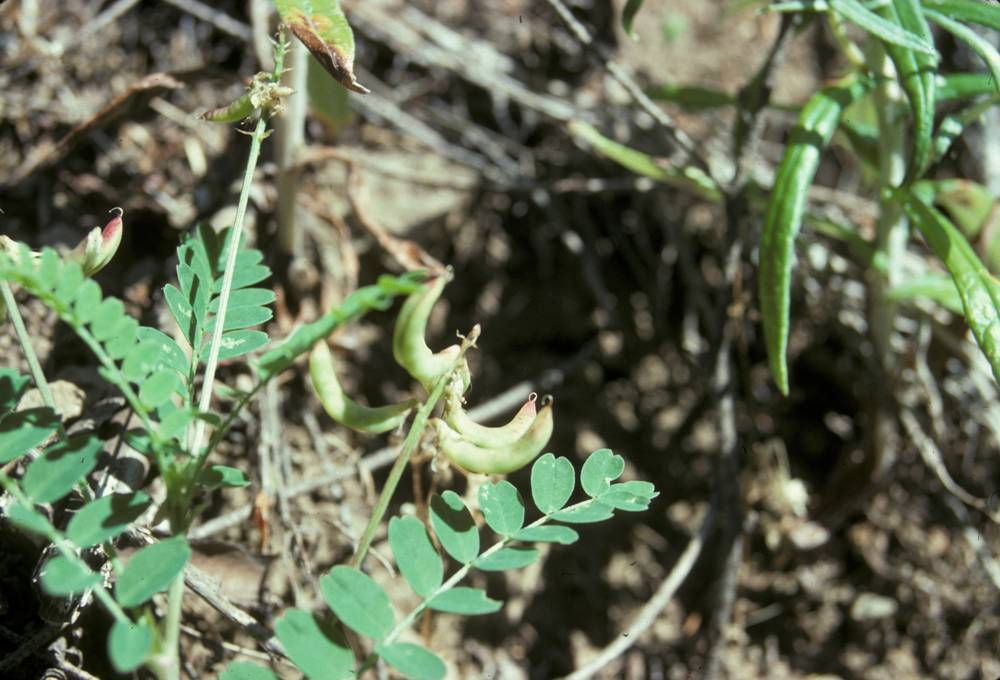 Astragalus umbraticus