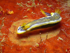 Chromodoris colemani