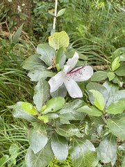 Hibiscus arnottianus