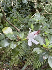 Hibiscus arnottianus