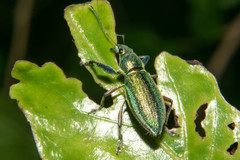 Naupactus auricinctus