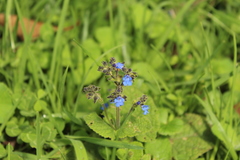 Salvia palifolia