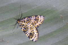 Graphidipus abraxaria