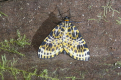 Graphidipus abraxaria