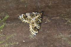 Graphidipus abraxaria