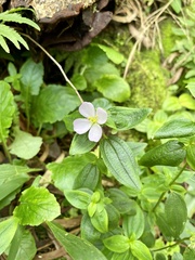 Pterolepis glomerata