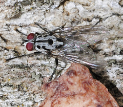 Eustalomyia hilaris