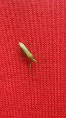 Atopozelus
