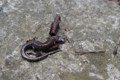 Plethodon dorsalis