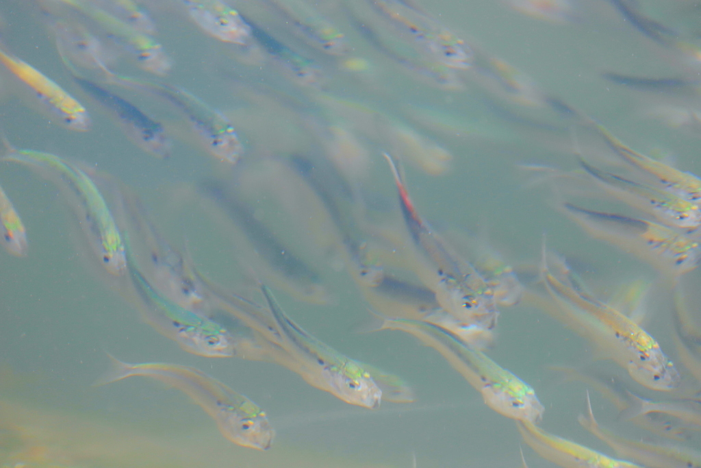 Atlantic Menhaden (Brevoortia tyrannus)