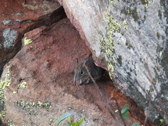 Elephantulus brachyrhynchus