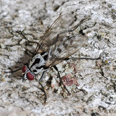 Eustalomyia hilaris