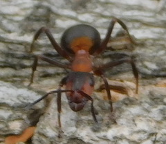Formica rufa