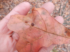 Macrodiplosis qoruca