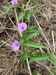 Ipomoea fimbriosepala