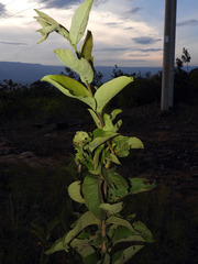 Vangueria