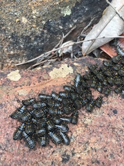 Cartoblatta pulchra