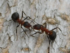 Formica rufa