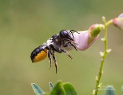 Megachile punctata