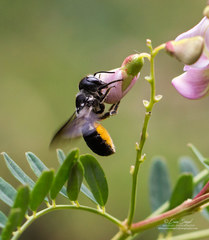 Megachile punctata