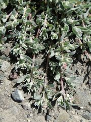 Atriplex fruticulosa