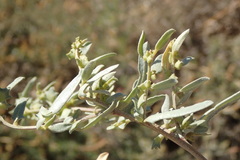 Atriplex amnicola