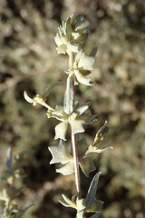 Atriplex amnicola