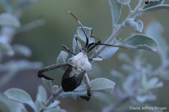 Acanthocephala alata