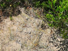 Oenothera mollissima