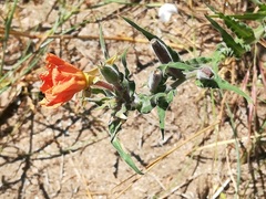 Oenothera mollissima