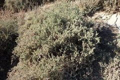 Atriplex amnicola