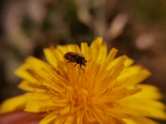 Arthrobrachus nigromaculatus