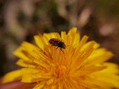 Arthrobrachus nigromaculatus