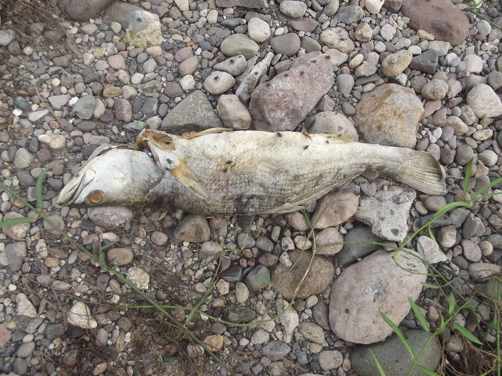 Yellowtail Corvina